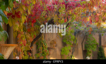 verschwommen Herbst farbigen Hintergrund mit Vitaceae Familie rote Pflanze Stockfoto