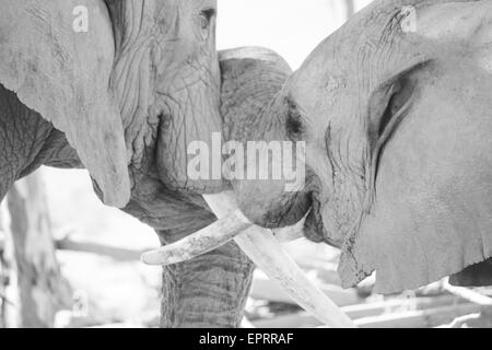 junge und alte Elefanten zusammen spielen, Wildgehege, Südafrika Stockfoto