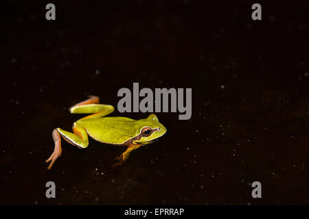 Pine Barrens Treefrog in schlammigen Teich - Hyla andersonii Stockfoto