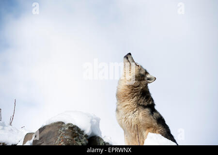 Grauer wolf Stockfoto