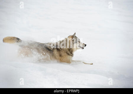 Grauer Wolf Stockfoto