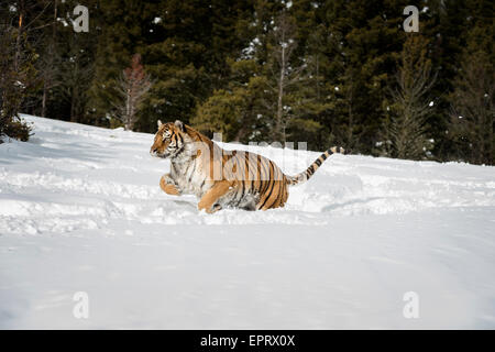 Sibirischer Tiger Stockfoto