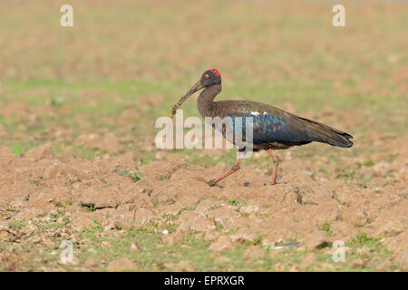 schwarzen Himalaja-Ibis oder rot-Himalaja-Ibis oder Pseudibis Papillosa in Maharashtra, Indien Stockfoto