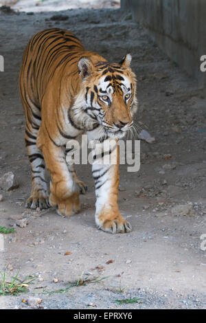 Bamera männliche Tiger (Royal Bengal Tiger oder Panthera Tigris Tigris) im Bandhavgarh National Park, MadhyaPradesh, Indien Stockfoto