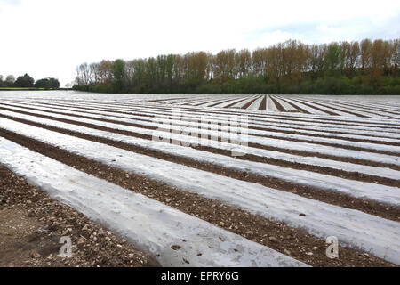 Polyäthylen Film Mulch auf einer Farm in England Stockfoto