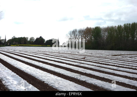 Polyäthylen Film Mulch auf einer Farm in England Stockfoto