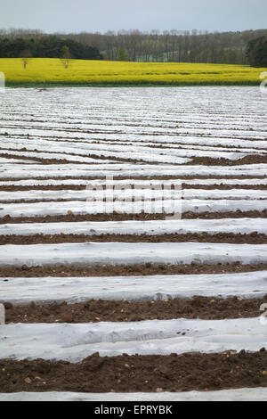 Polyäthylen Film Mulch auf einer Farm in England Stockfoto