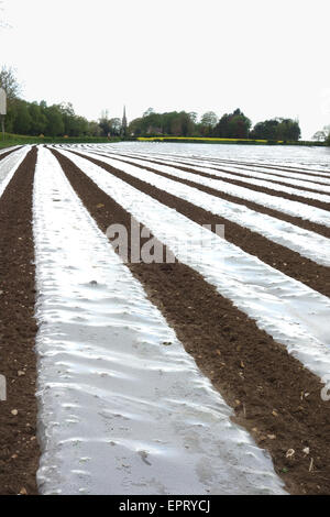 Polyäthylen Film Mulch auf einer Farm in England Stockfoto