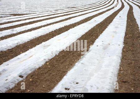 Polyäthylen Film Mulch auf einer Farm in England Stockfoto