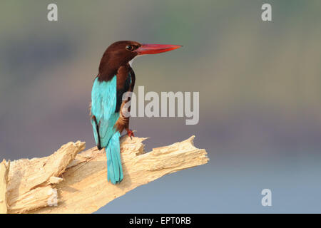 Weißer-breasted Kingfisher am Strand von Goa in Indien Stockfoto