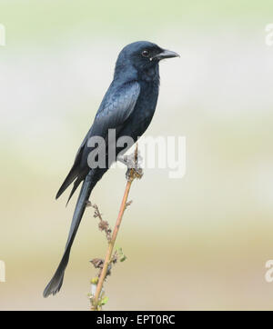 Schwarzer Drongo Sitzstangen in Goa, Indien Stockfoto