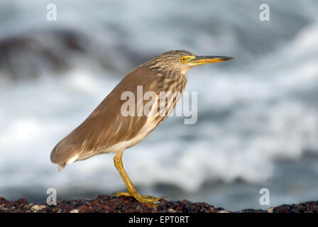 Indischen Teich Heron am Strand von Goa in Indien Stockfoto