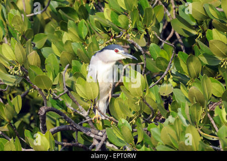 Schwarz-gekrönter Nachtreiher in Mangroven Wald Zuari Fluß. Goa, Indien Stockfoto