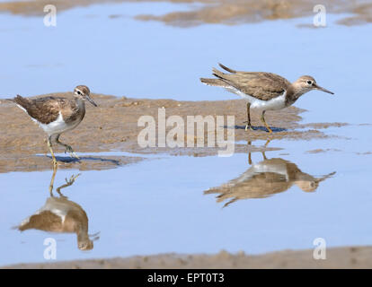 Zwei Flussuferläufer am Strand von Goa in Indien Stockfoto