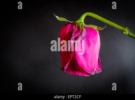 Seitliche Schuss von einem einzigen rosa sterbenden stieg auf einem schwarzen Hintergrund leer Stockfoto