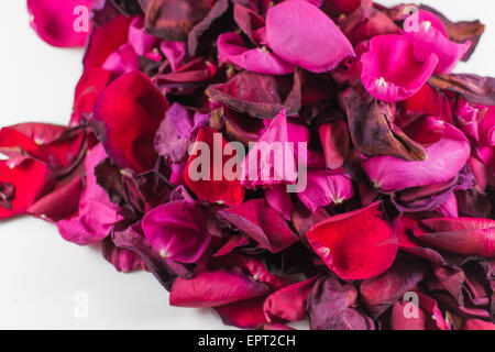 Alte und sterbende Rosenblüten mit Unschärfe auf weißem Hintergrund Stockfoto