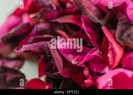 Alte und sterbende Rosenblüten mit Unschärfe auf weißem Hintergrund Stockfoto
