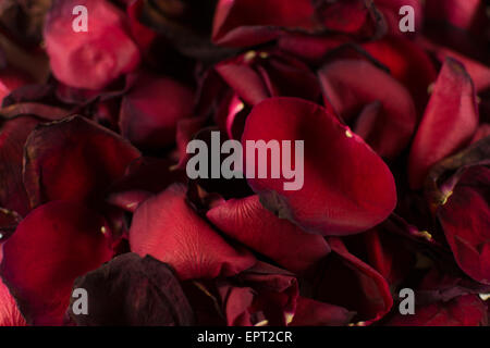 Alte und sterbende Blut rote Rosenblüten mit Unschärfe Bereiche Stockfoto