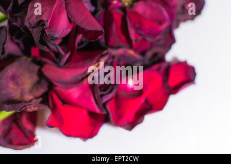 Alte und sterbende Rosenblüten mit Unschärfe auf weißem Hintergrund Stockfoto