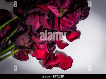 Alte und sterbende Rosenblüten mit Unschärfe auf weißem Hintergrund Stockfoto