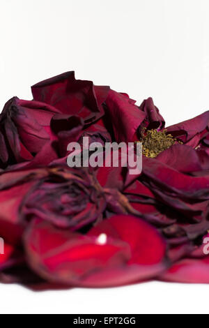 Alte und sterbende Rosenblüten mit Unschärfe auf weißem Hintergrund Stockfoto