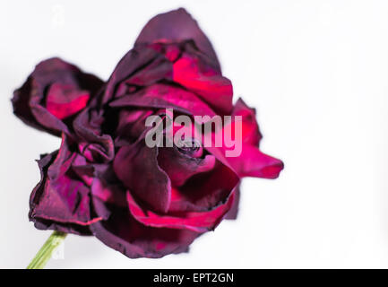 Einsame Rose in einem Zustand des Verfalls auf weißem Hintergrund Stockfoto