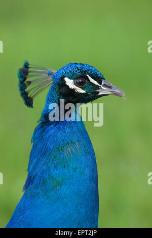 Porträt von männlichen Pfau (Pavo Cristatus), Deutschland Stockfoto