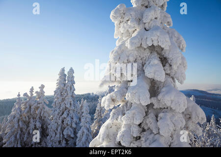 Schneebedeckten Fichten, Grosser Arber, Bayerischer Wald, Bayern, Deutschland Stockfoto