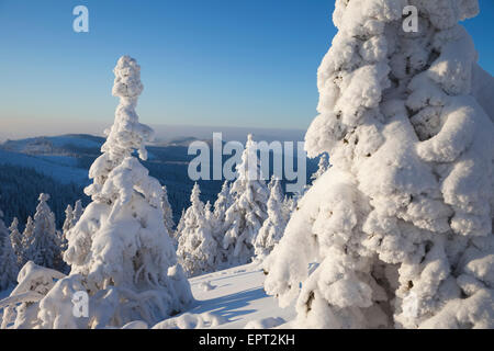 Schneebedeckten Fichten, Grosser Arber, Bayerischer Wald, Bayern, Deutschland Stockfoto