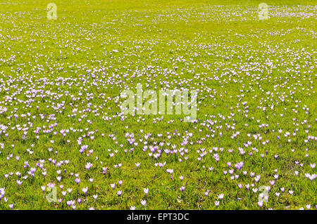 Bereich der Krokus im Frühjahr, Husum Schlosspark, Schleswig-Holstein, Deutschland Stockfoto