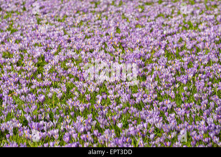 Bereich der Krokus im Frühjahr, Husum Schlosspark, Schleswig-Holstein, Deutschland Stockfoto