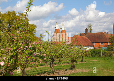 Malerischer Frühling in Kent, Apple Blossom and Oast Houses, England, Großbritannien, Großbritannien. Obstgarten. Traditionelle, zeitlose Kent-Frühlingslandschaft. Kent Stockfoto