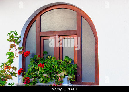 Abgerundete Holzrahmen Fenster mit roten Geranien Blumentöpfe und weiße Wand Stockfoto