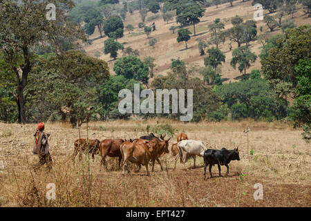 Äthiopien Gambela, Landwirtschaft, Viehzucht im Hochland / AETHIOPIEN Gambela, Kleinbaeuerliche Landwirtschaft, Viehzucht Im Hochland Stockfoto