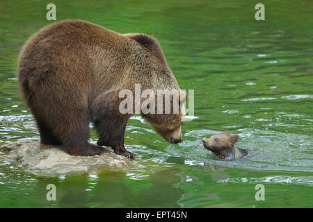 Braunbär (Ursus Arctos) mit Cub, Nationalpark Bayerischer Wald, Bayern, Deutschland Stockfoto