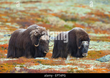 Moschusochsen (Ovibos Moschatus), Dovrefjell-Sunndalsfjella-Nationalpark, Norwegen Stockfoto