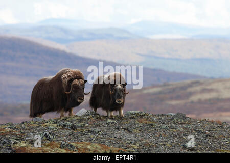 Moschusochsen (Ovibos Moschatus), Dovrefjell-Sunndalsfjella-Nationalpark, Norwegen Stockfoto