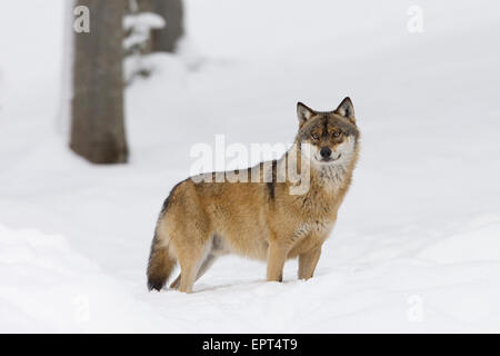 Porträt von Wolf (Canis Lupus) im Winter, Nationalpark Bayerischer Wald, Bayern, Deutschland Stockfoto