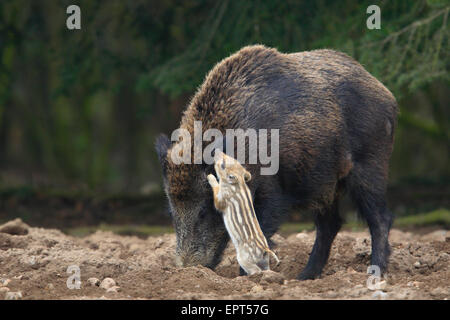 Wildschweine (Sus Scrofa), Mutter mit jungen, Deutschland