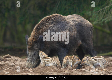 Wildschweine (Sus Scrofa), Mutter mit jungen, Deutschland Stockfoto