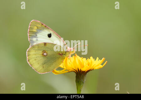 Nahaufnahme von einem Berger getrübt gelb (Colias Sareptensis) Schmetterling im Herbst, Oberpfalz, Bayern, Deutschland Stockfoto