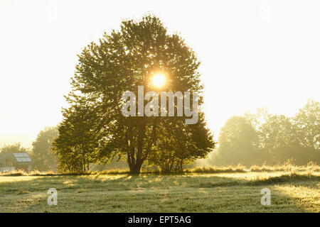 Sonne durch Baum in frühen Morgenstunden im Herbst, Nationalpark Bayerischer Wald, Bayern, Deutschland Stockfoto