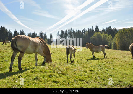 Gruppe von Przewalski Pferden (Equus Ferus Przewalskii) auf Wiese im Herbst, Nationalpark Bayerischer Wald, Bayern, Deutschland Stockfoto