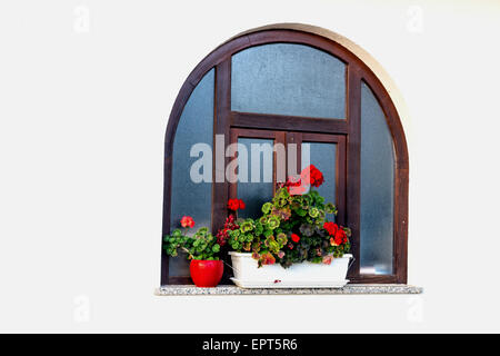 Abgerundete Holzrahmen Fenster mit roten Geranien Blumentöpfe und weiße Wand Stockfoto