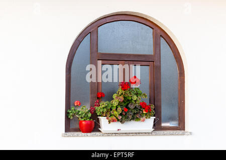 Abgerundete Holzrahmen Fenster mit roten Geranien Blumentöpfe und weiße Wand Stockfoto