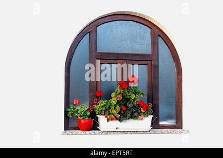 Abgerundete Holzrahmen Fenster mit roten Geranien Blumentöpfe und weiße Wand Stockfoto