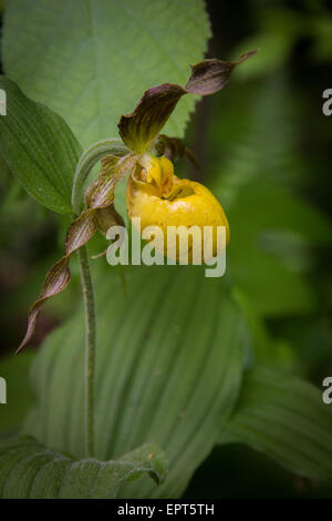 Eine gelbe Lady Slipper in voller Blüte. Stockfoto