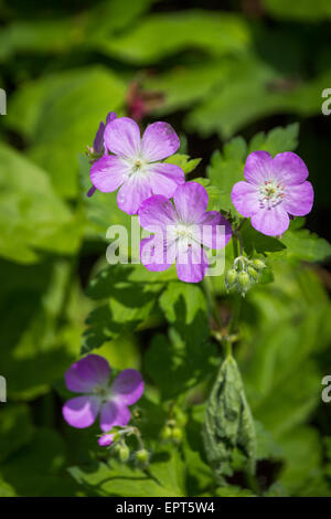 Wild Geranium ist eine gemeinsame Blume in Pennsylvania, wo dieses Foto aufgenommen wurde. Stockfoto