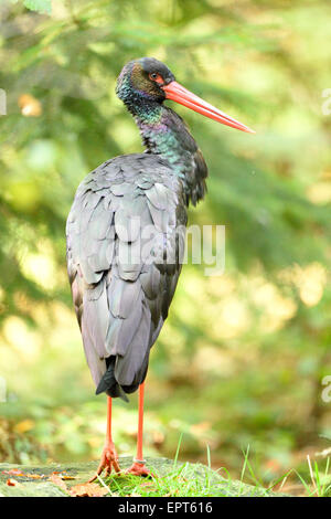 Porträt der Schwarzstorch (Ciconia Nigra) im Wald im Herbst, Nationalpark Bayerischer Wald, Bayern, Deutschland Stockfoto