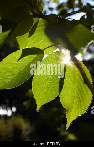 Nahaufnahme von grünen, Backlit-Blatt mit Sunray, Deutschland Stockfoto